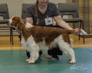 Novice Dog
